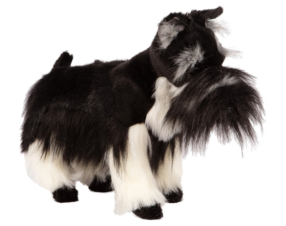 Miniature Schnauzer 45cmL