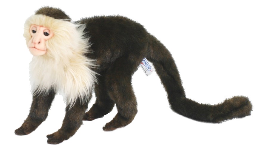 Capuchin Monkey 35cmL