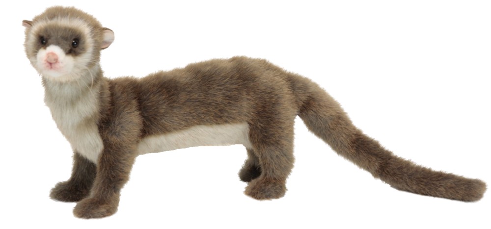 Ferret Standing 56cmL