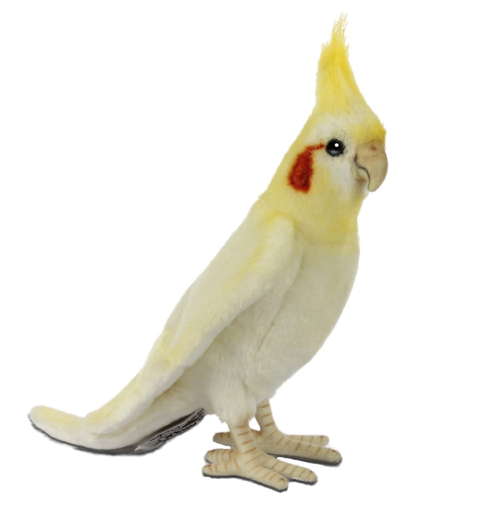Cockatiel 23cmH