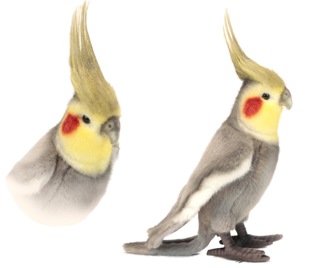 Cockatiel Gray 23cmH