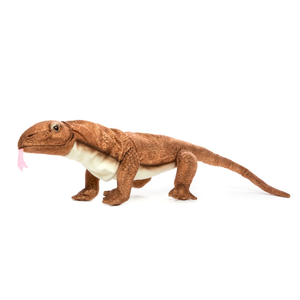 Komodo Dragon 70cmL