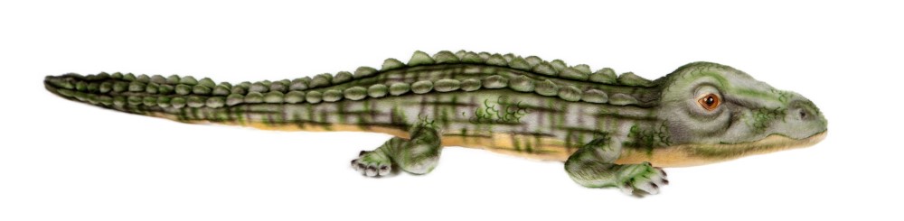 Salt Water Crocodile 70cmL