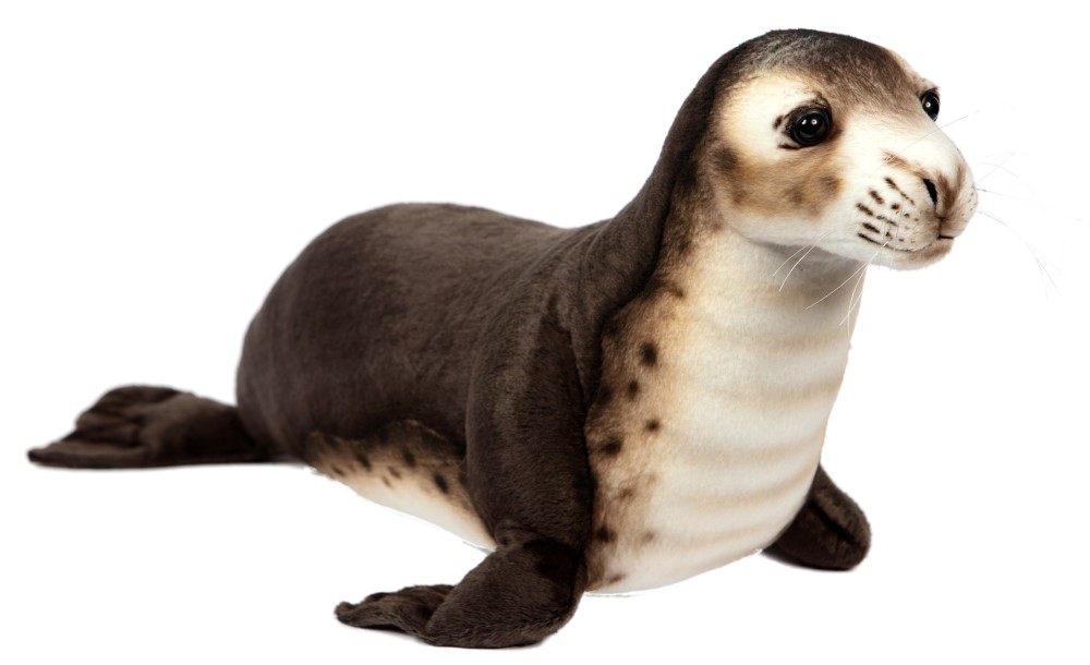 Seal Monk 65cmL