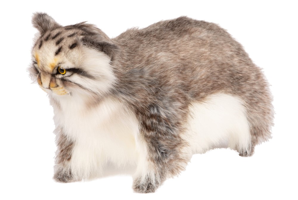 Pallas Cat Standing 30cmH