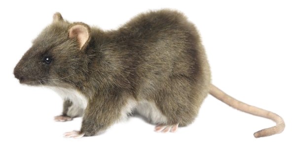 Rat 19cmL