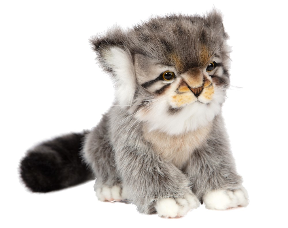 Pallas Kitten 31cmL