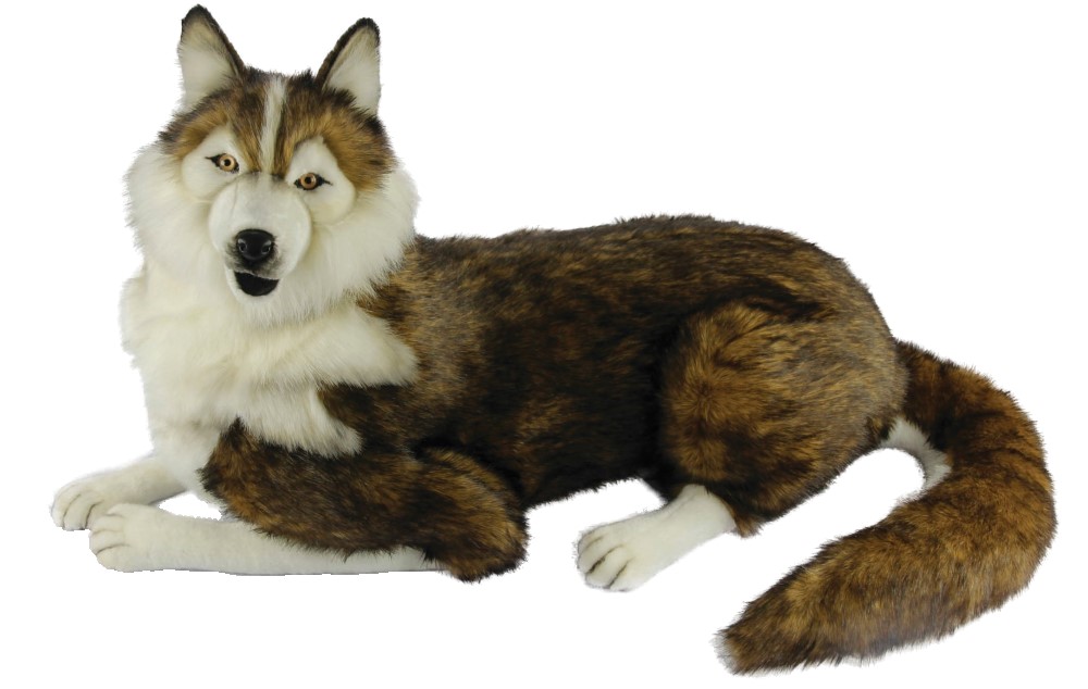 Husky Laying 55cmH