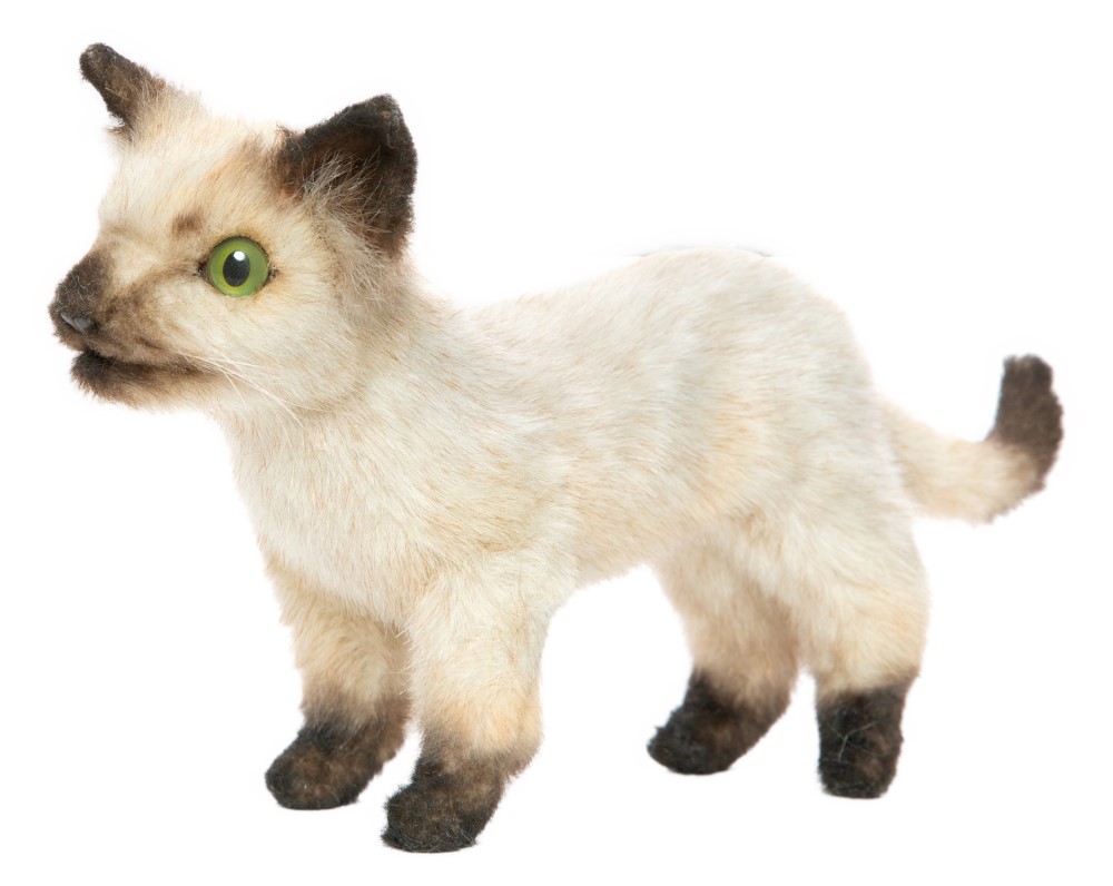 Siamese Kitten 33cmL