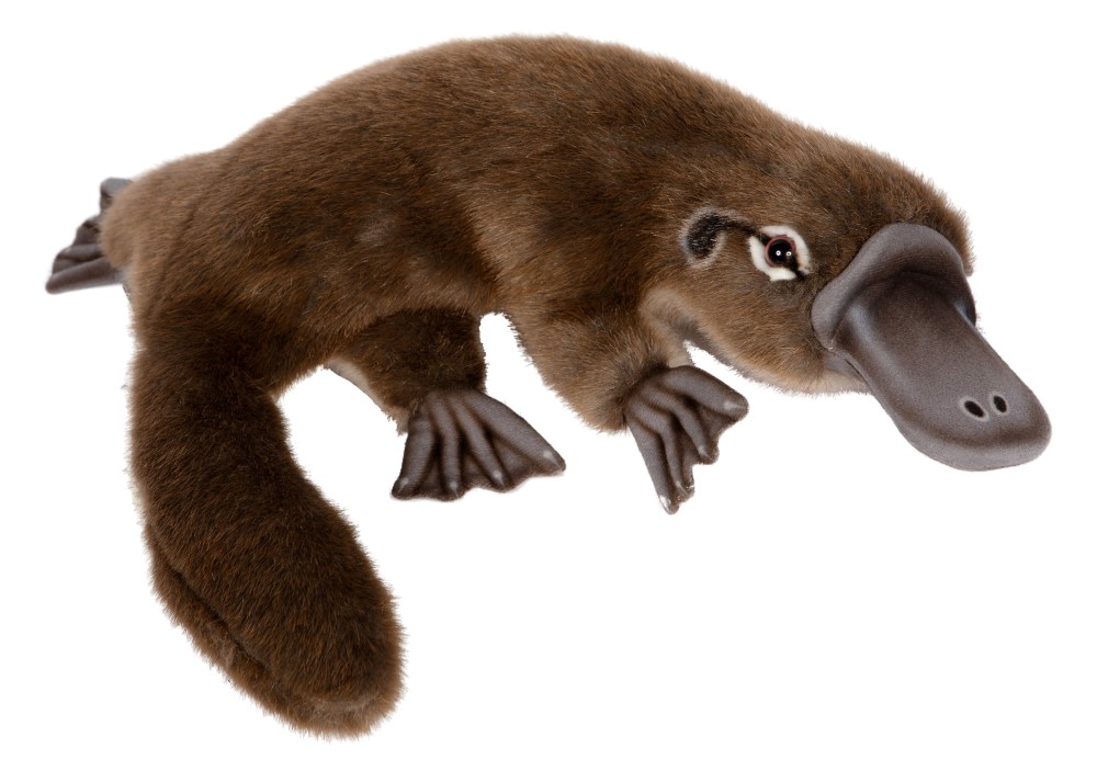 Platypus 40cmL