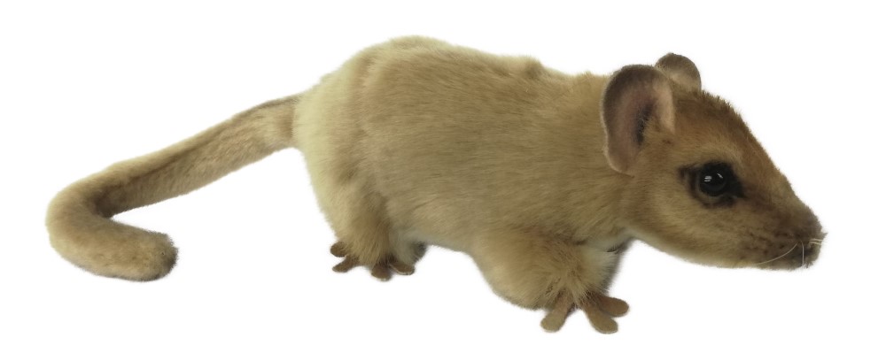 Hazel Dormouse 25cmL