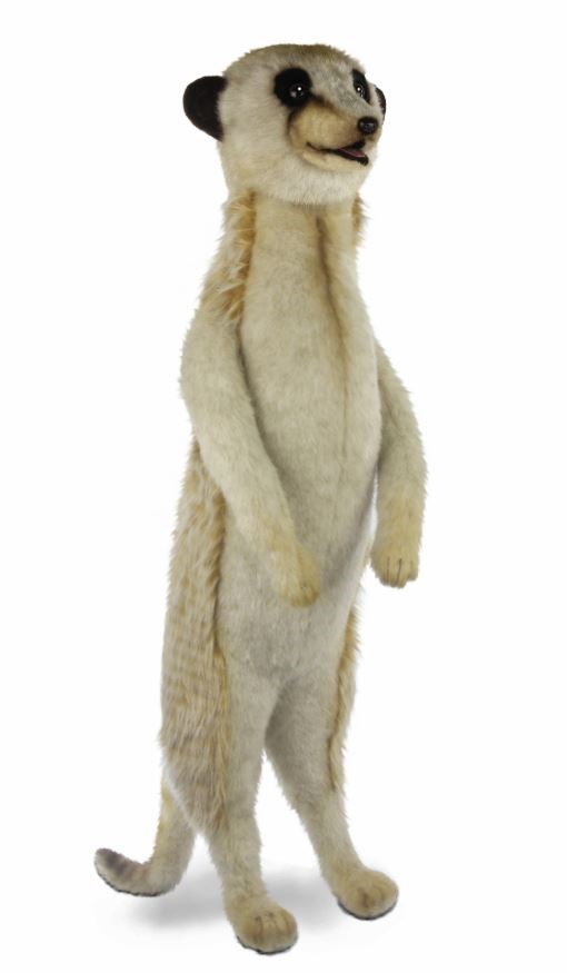 Meerkat 90cmH
