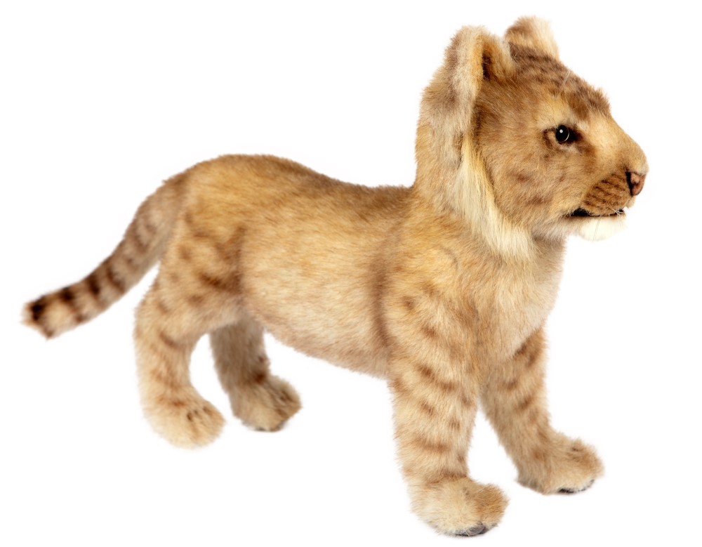 Lion Cub Standing 40cmL
