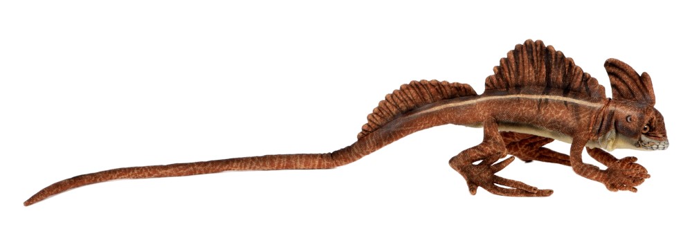 Brown Basilisk 69cmL
