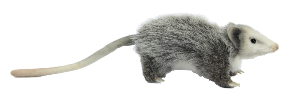 Opposum 23cmL