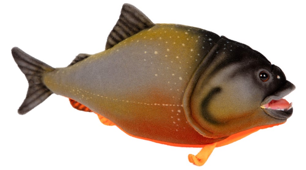 Piranha 27cmL