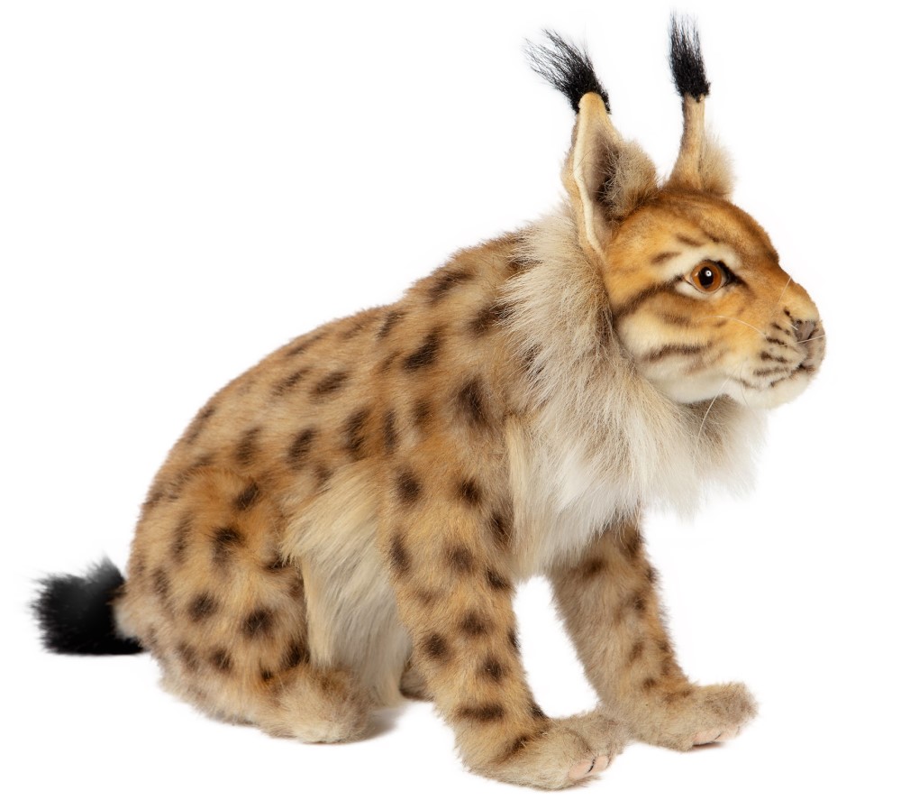 Euresian Lynx Sitting 33cmL