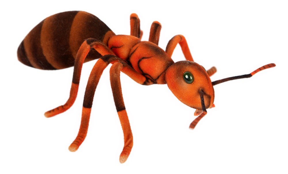 Ant 25cmW