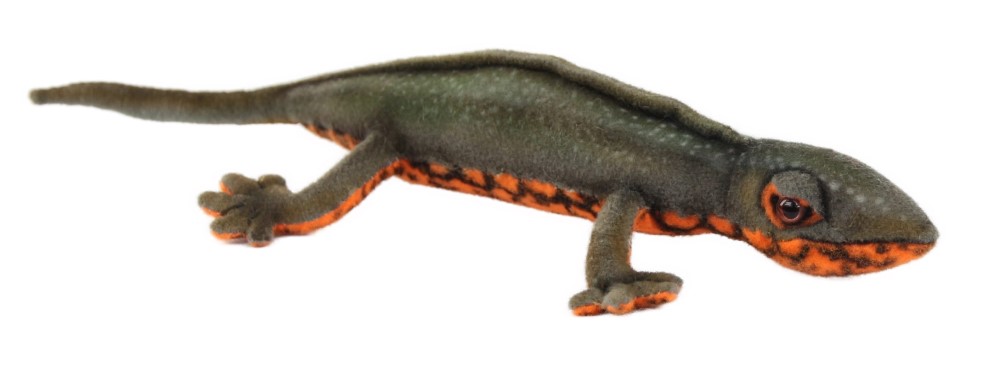 Japanese Newt  23cmL