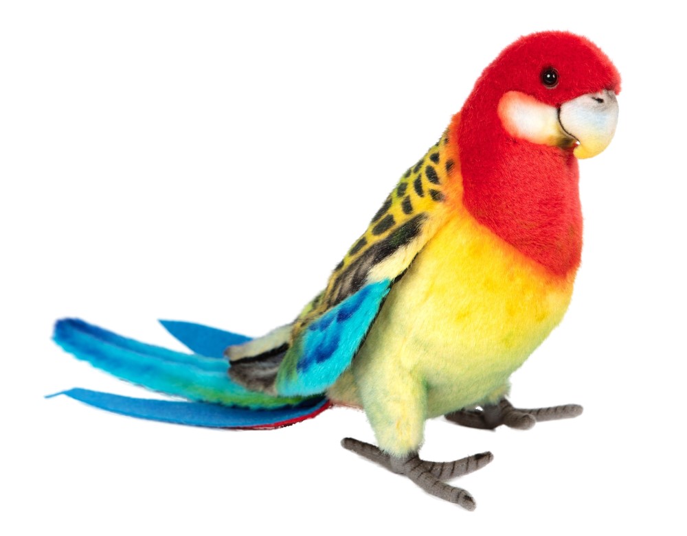 Eastern Rosella 29cmL