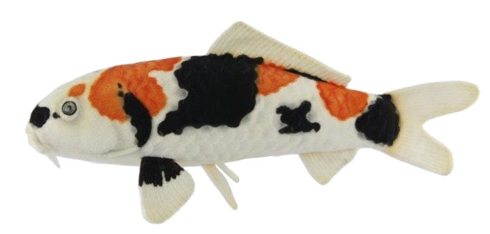Doitsu Showa Koi 52cmL