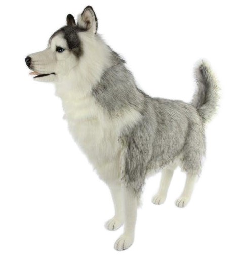 Siberian Husky Grey 115cmL