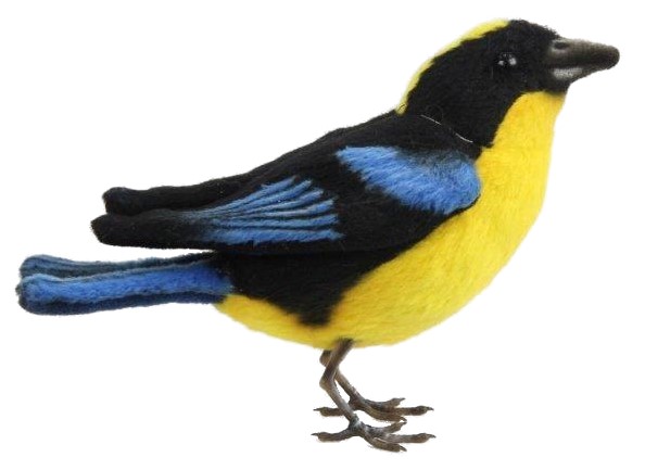 Blue Winged Mountain Tanager 13cmL