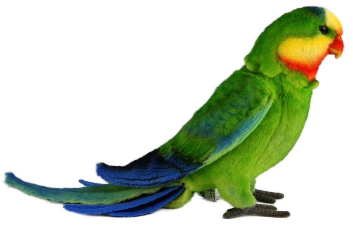 Poseable Superb Parrot 24cmH