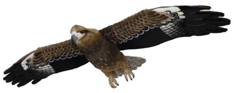 Flying Black Kite 135cmW