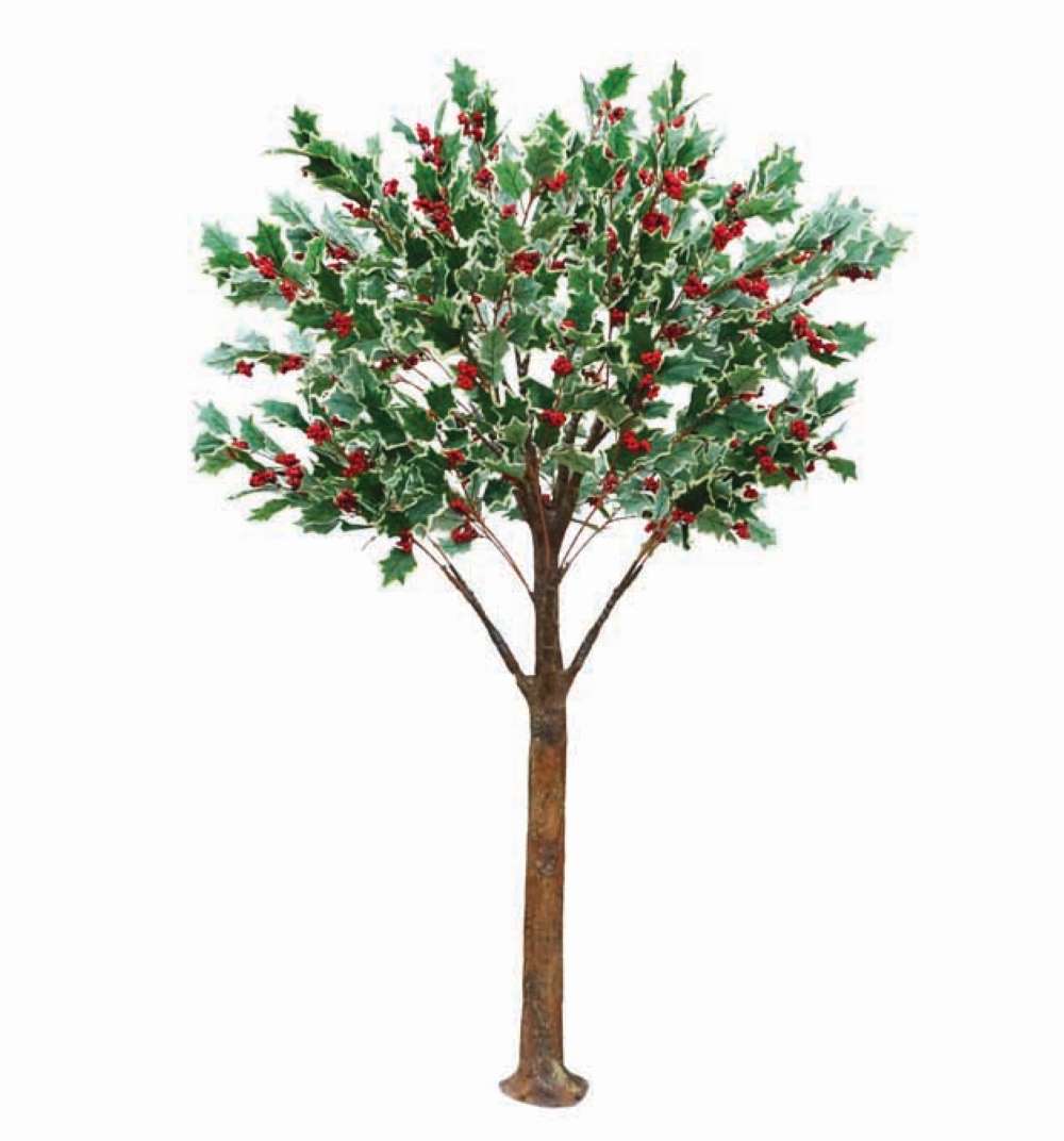 Holly Tree