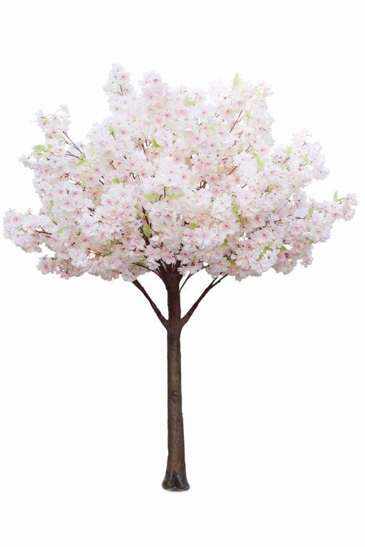 Cherry Blossom Tree