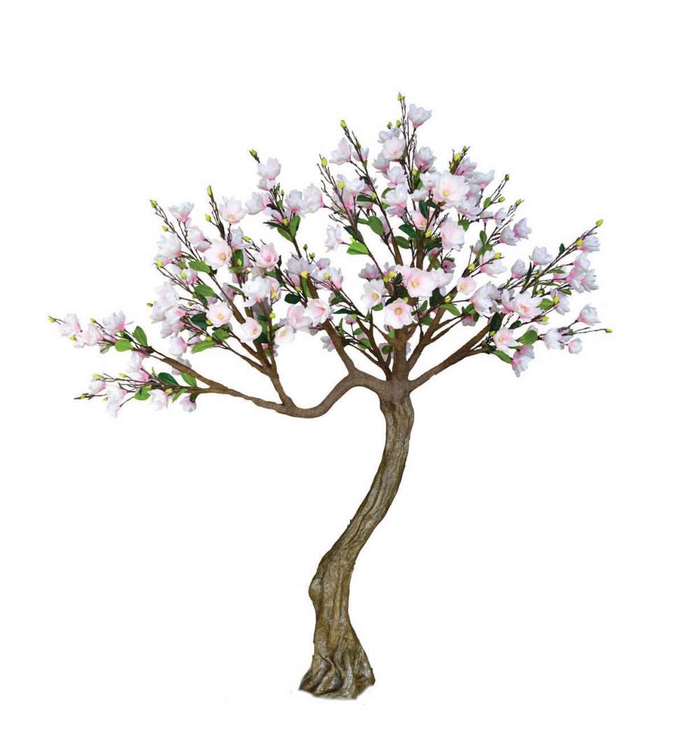 Magnolia Tree