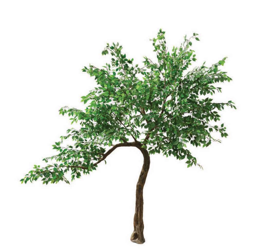 Ficus Tree