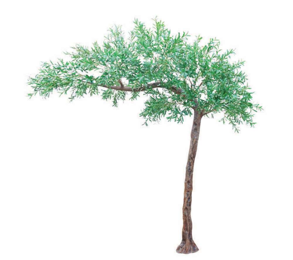 Olive Tree