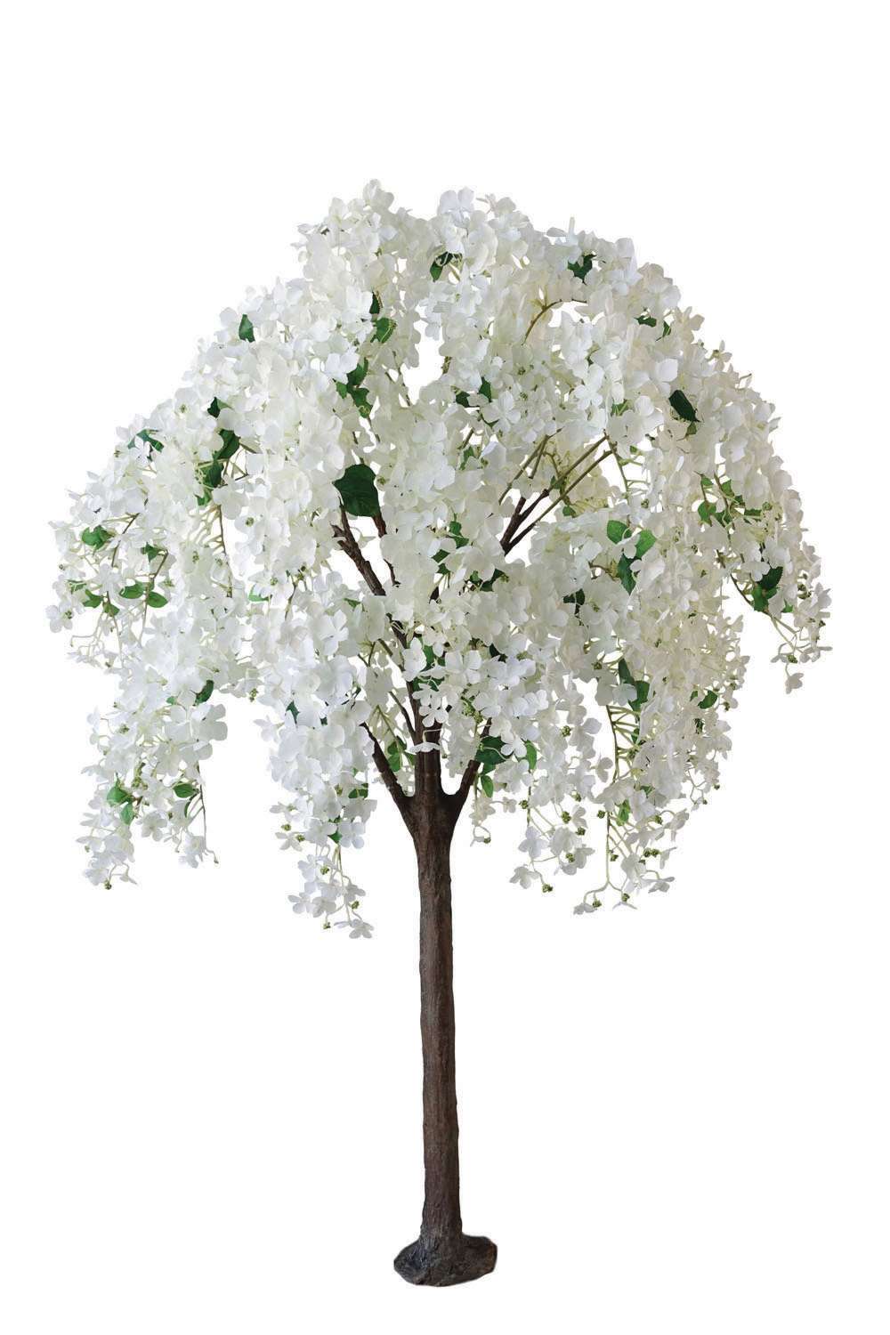 Hydrangea