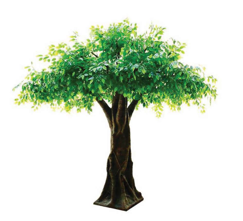 Large Ficus Tree