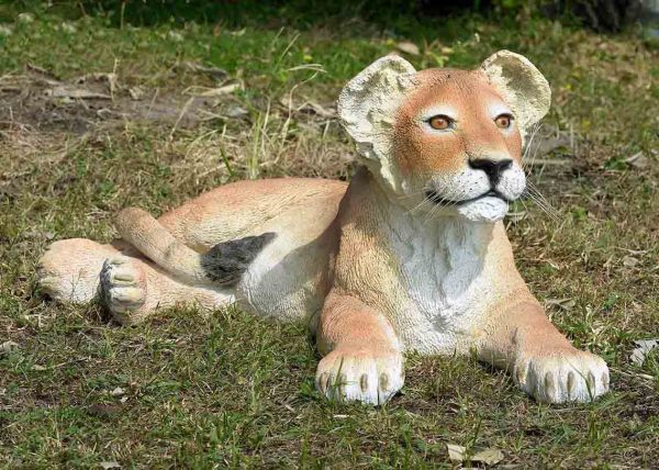 Lion Cub Lying down