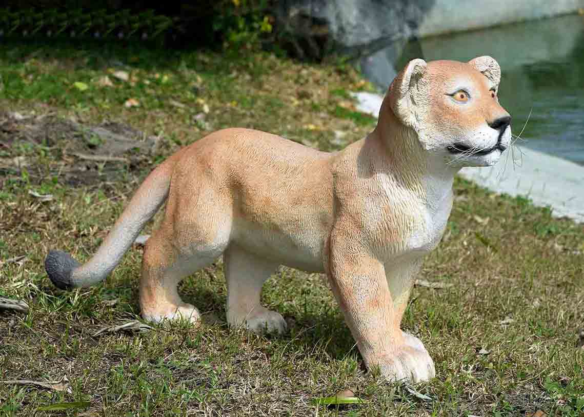 Lion Cub Standing