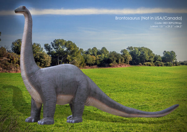 Realistic Brontosaurus Rip Life Size Fibreglass Resin Brontosaurus Model - Hamac Trading ...