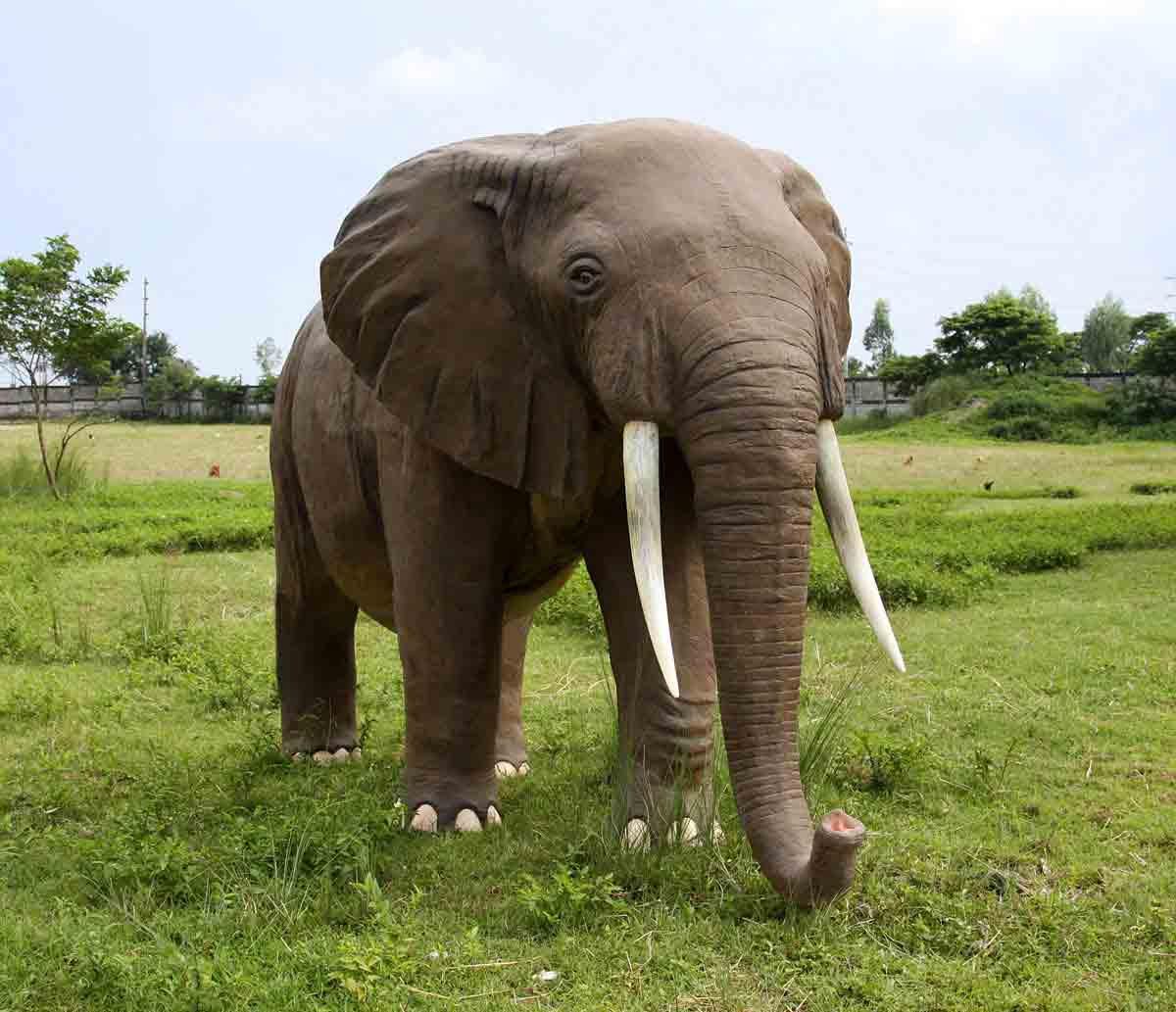 African Elephant