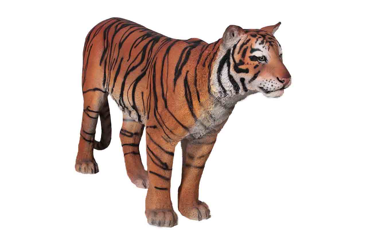 Sumatran Tiger