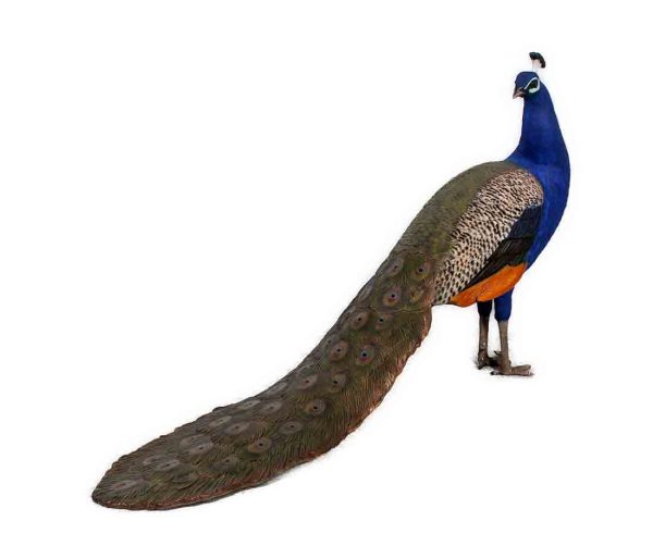 Peacock