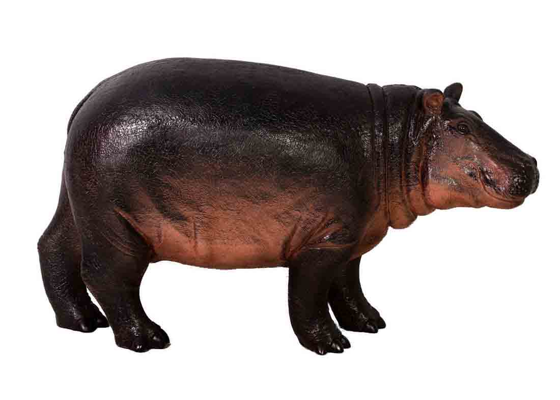 Baby Hippopotamus