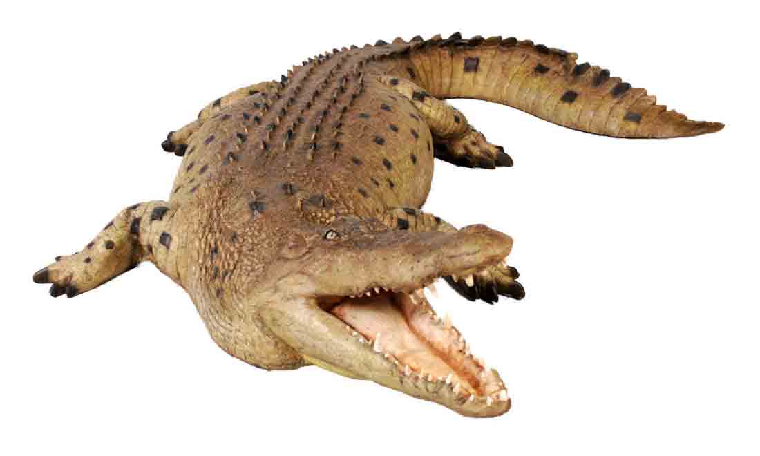 Large Crocodile Open Mouth