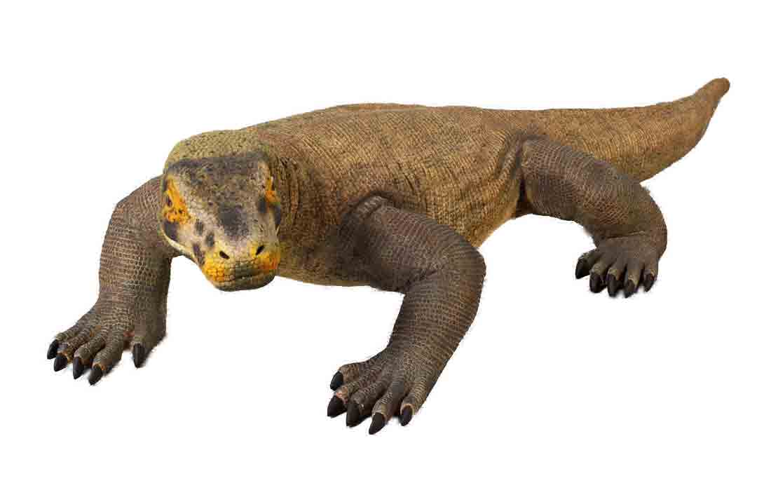 Small Komodo Dragon