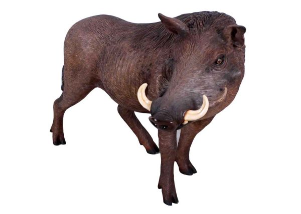 African Warthog