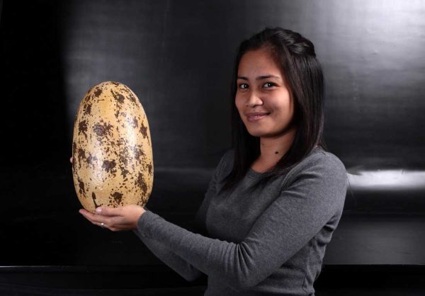 Theropod Egg