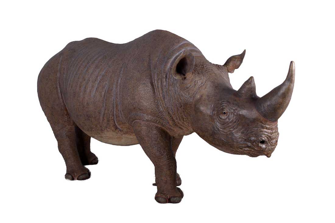 Black Rhinoceros