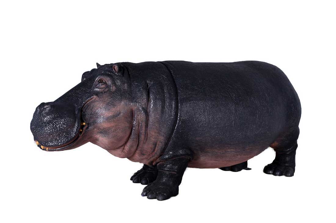 Hippopotamus