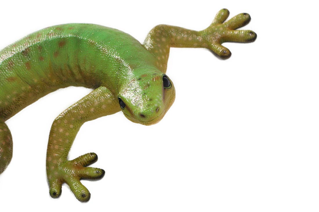 Small Gecko